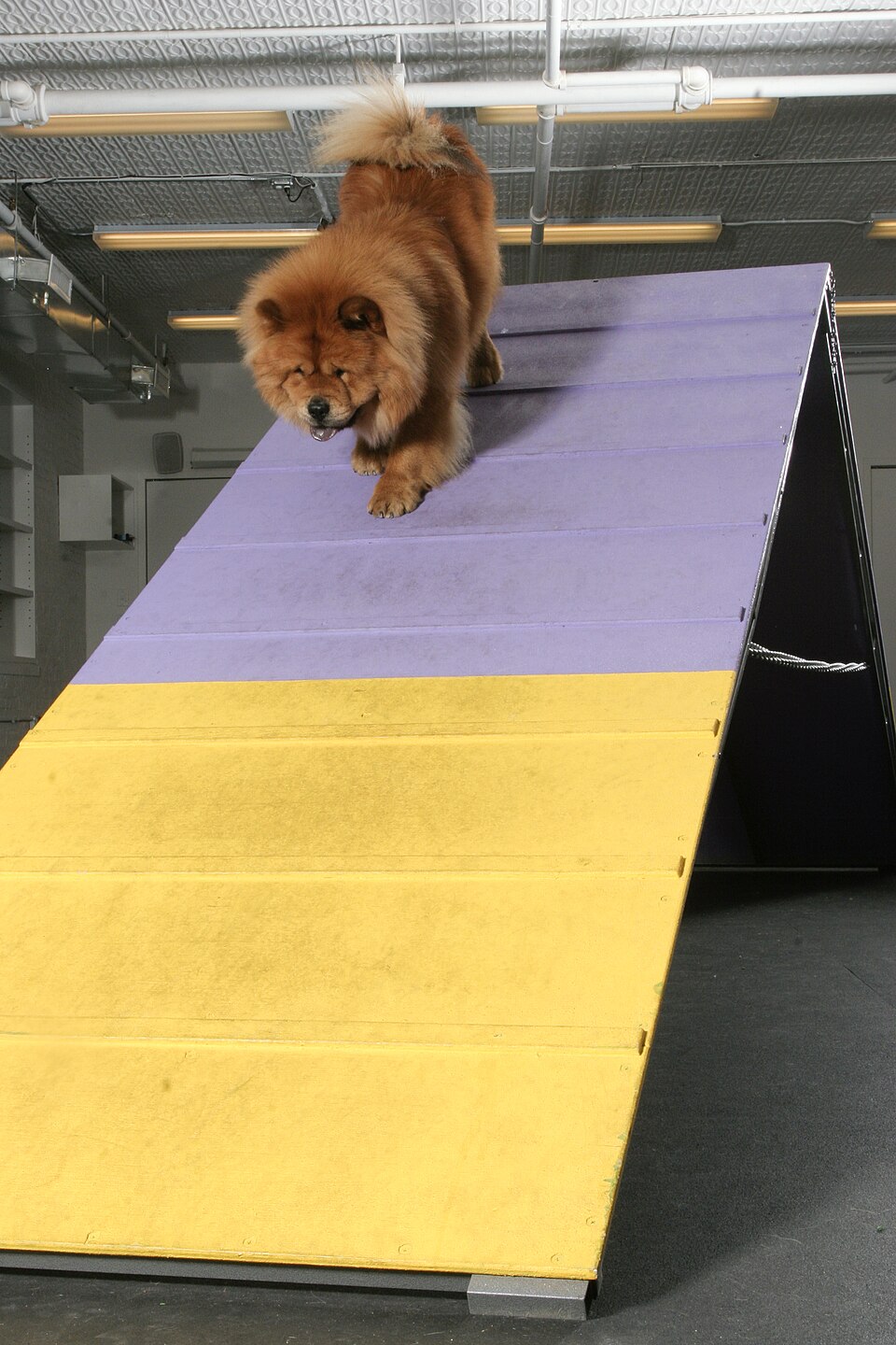 Chow-chow — photo de la race de chien originaire de République populaire de Chine (5)