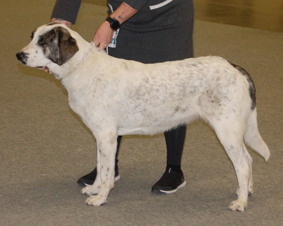 Rafeiro do Alentejo — photo de la race de chien originaire de Portugal (3)