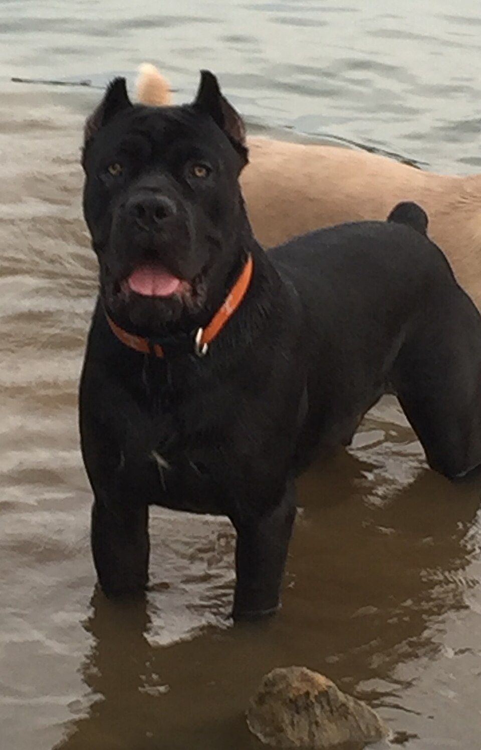 Cane corso — photo de la race de chien originaire de Italie (6)