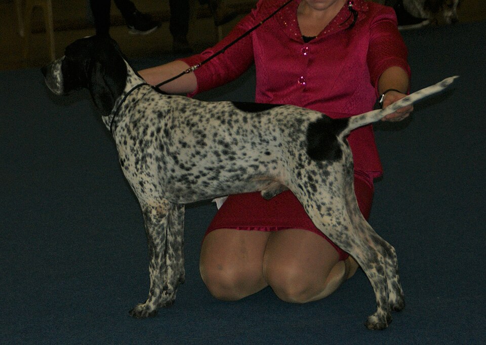 Braque d’Auvergne — photo de la race de chien originaire de France (2)