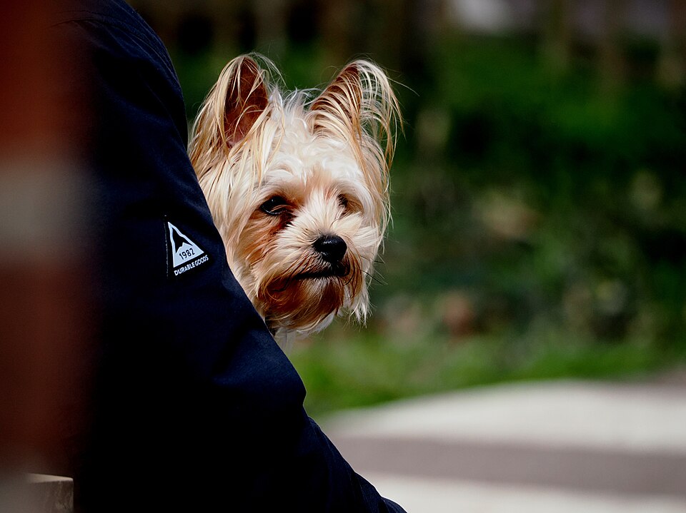 Yorkshire terrier — photo de la race de chien originaire de Angleterre (1)