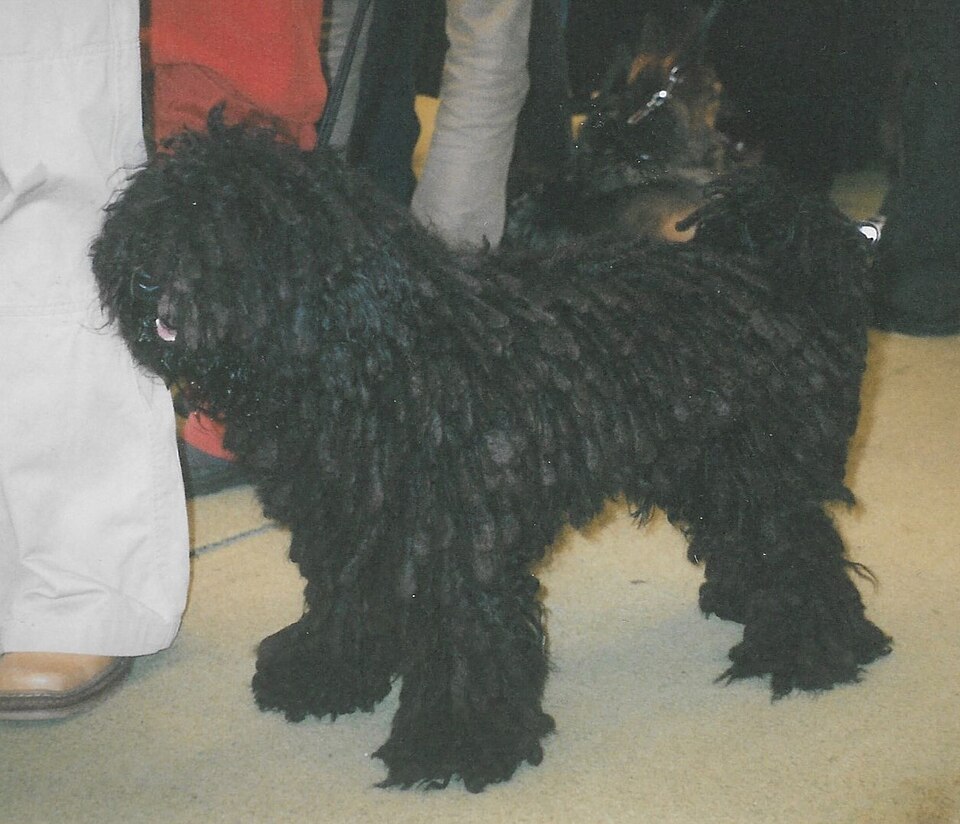 Puli — photo de la race de chien originaire de Hongrie (6)