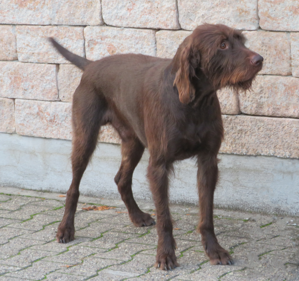 Pudelpointer — photo de la race de chien originaire de Allemagne (4)
