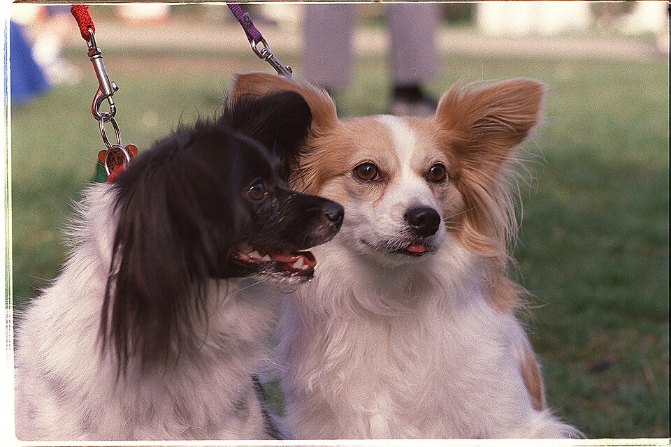 Epagneul nain continental — photo de la race de chien originaire de Belgique (1)