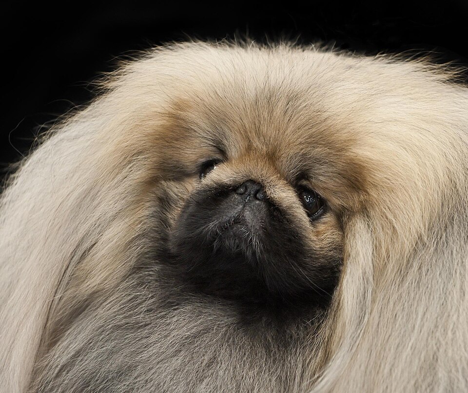 Pékinois — photo de la race de chien originaire de République populaire de Chine (2)