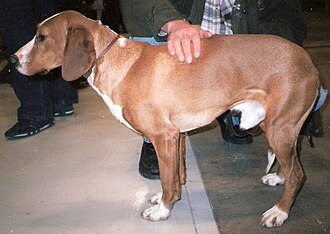 Chien courant de Posavatz