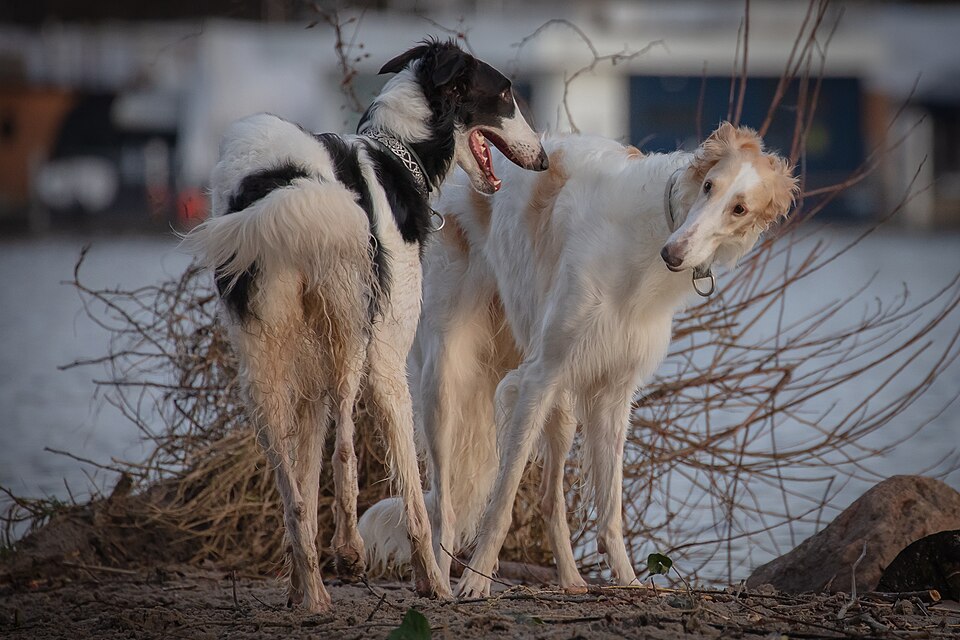 Barzoï — photo de la race de chien originaire de Russie (2)