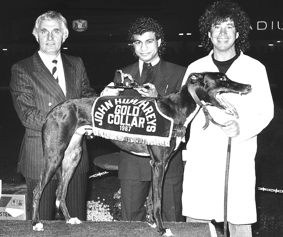 Greyhound — photo de la race de chien originaire de Royaume-Uni (6)