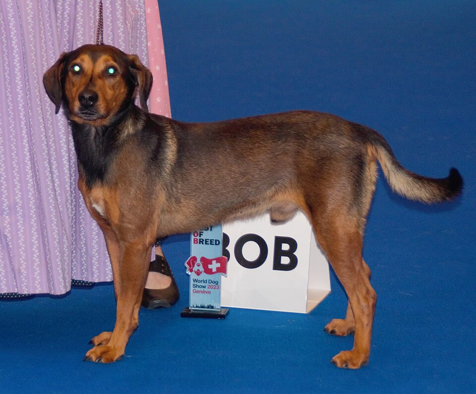 Pinscher autrichien à poil court — photo de la race de chien originaire de Autriche (3)