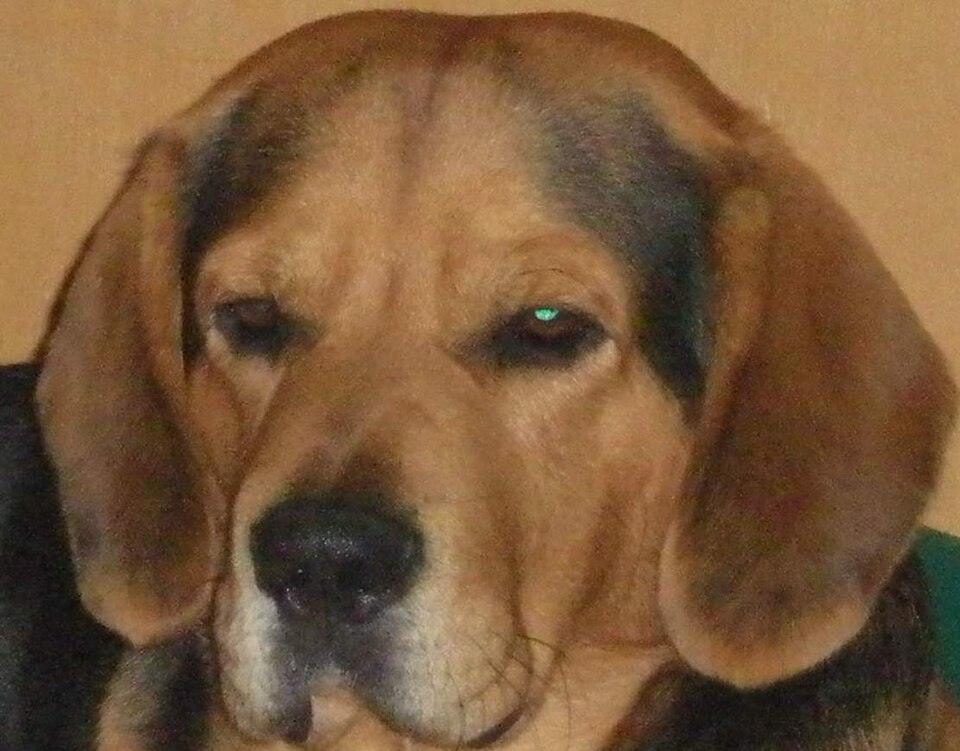 Beagle-harrier — photo de la race de chien originaire de France (3)