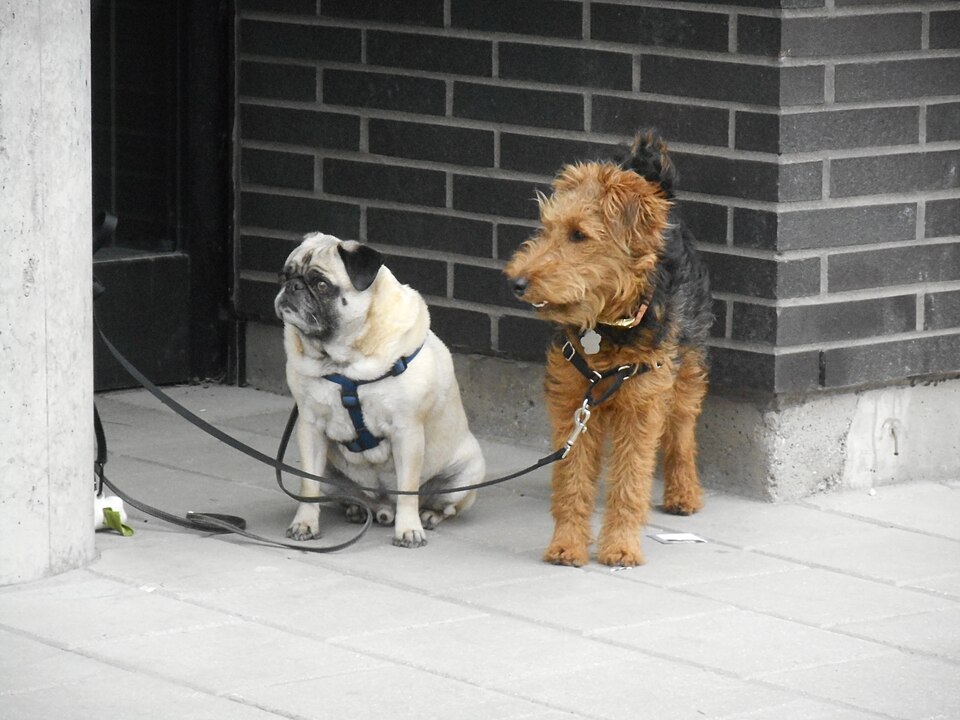Welsh Terrier — photo de la race de chien originaire de pays de Galles (3)