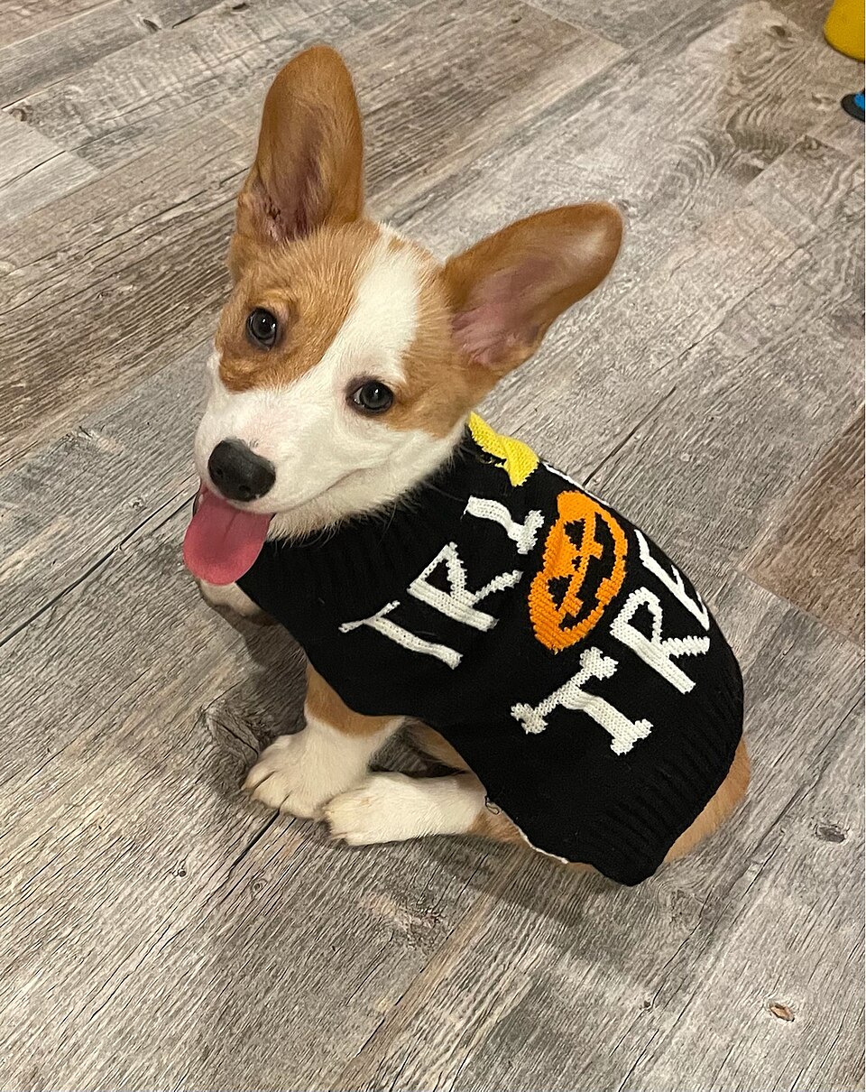 Welsh Corgi — photo de la race de chien originaire de Royaume-Uni (5)