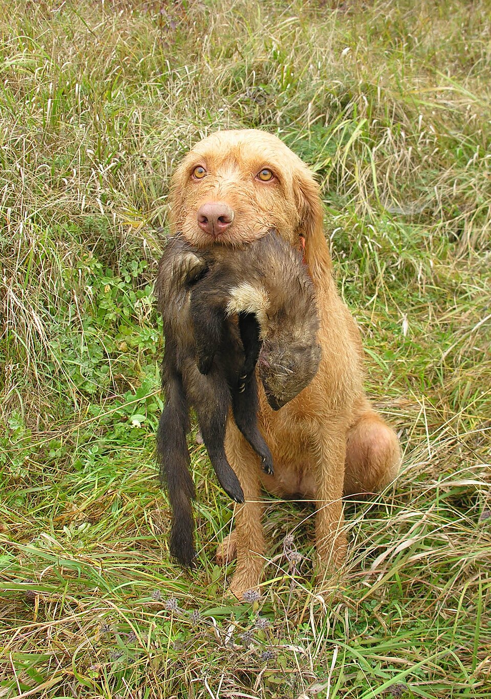 Braque hongrois à poil dur — photo de la race de chien originaire de Hongrie (1)