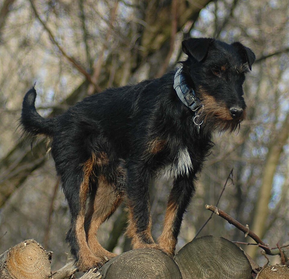 Jagdterrier — photo de la race de chien originaire de Allemagne (2)