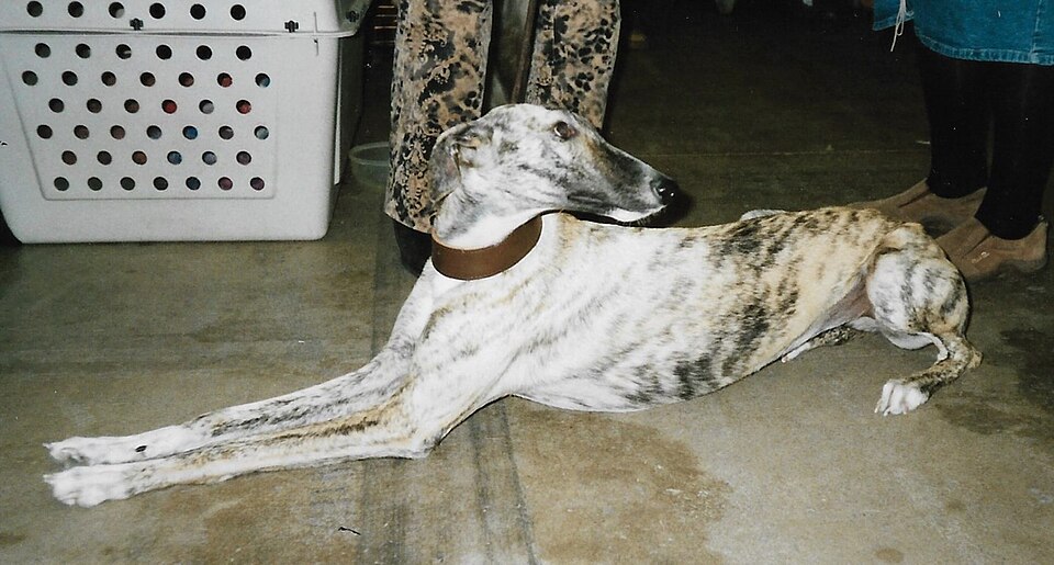 Lévrier espagnol — photo de la race de chien originaire de Espagne (3)