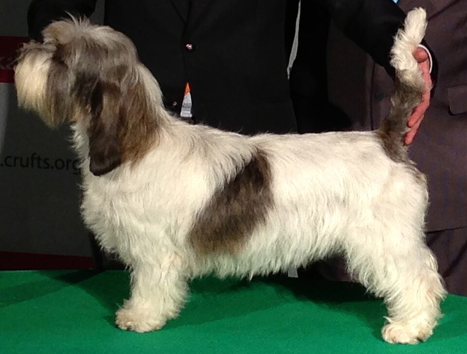 Petit Basset Griffon Vendéen — photo de la race de chien originaire de France (6)