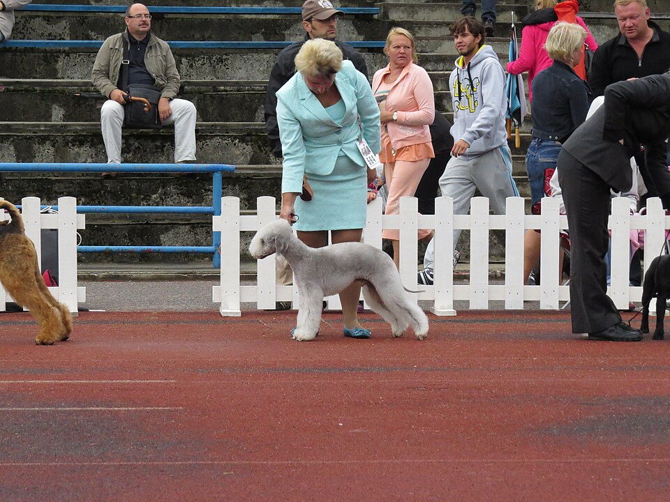 Bedlington terrier — photo de la race de chien originaire de Angleterre (4)