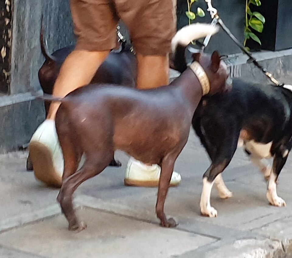 Chien nu mexicain — photo de la race de chien originaire de Mexique (6)