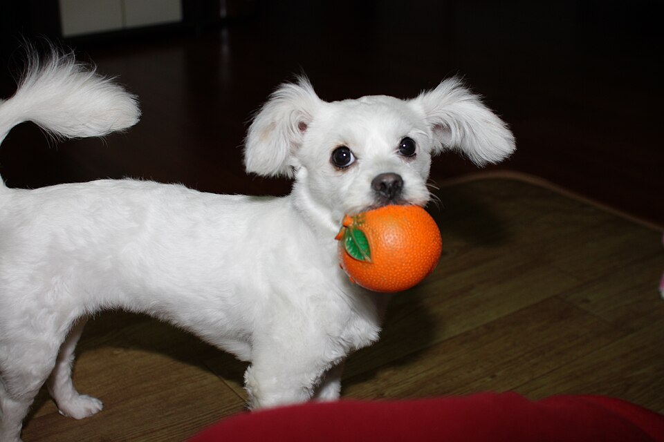 Bichon maltais — photo de la race de chien originaire de Malte Malte (2)