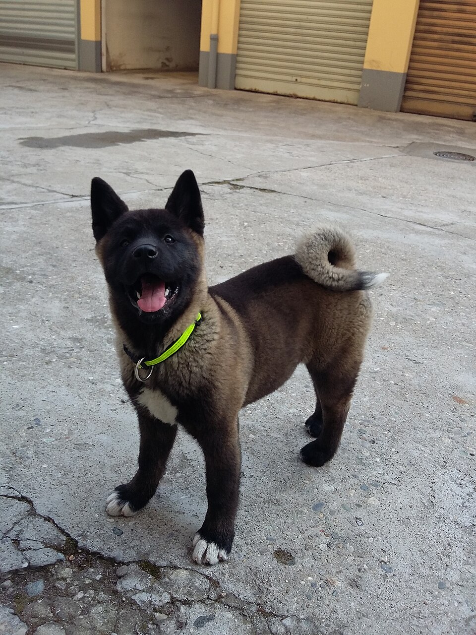 Akita américain — photo de la race de chien originaire de États-Unis (4)