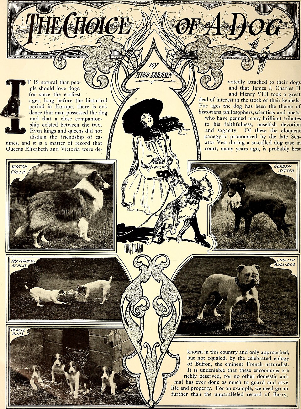 Colley à poil long – Collie rough — photo de la race de chien originaire de Royaume-Uni (6)