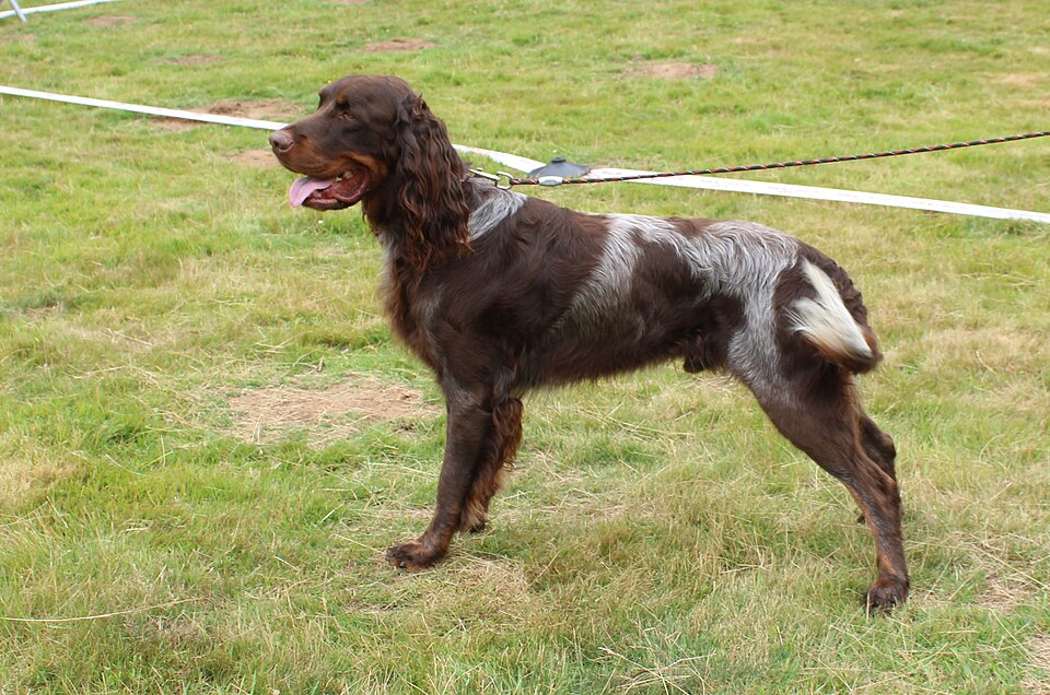 Epagneul picard — photo de la race de chien originaire de France (1)