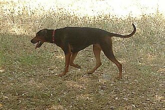 Chien courant serbe