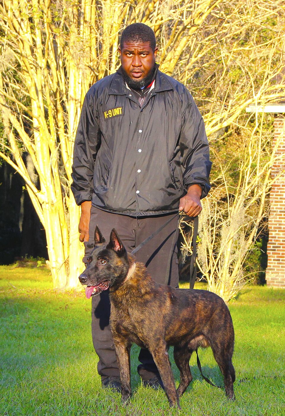 Berger Hollandais — photo de la race de chien originaire de Pays-Bas (1)