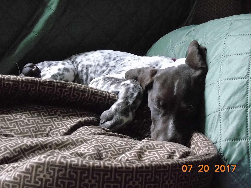 Braque allemand à poil court — photo de la race de chien originaire de Allemagne (4)