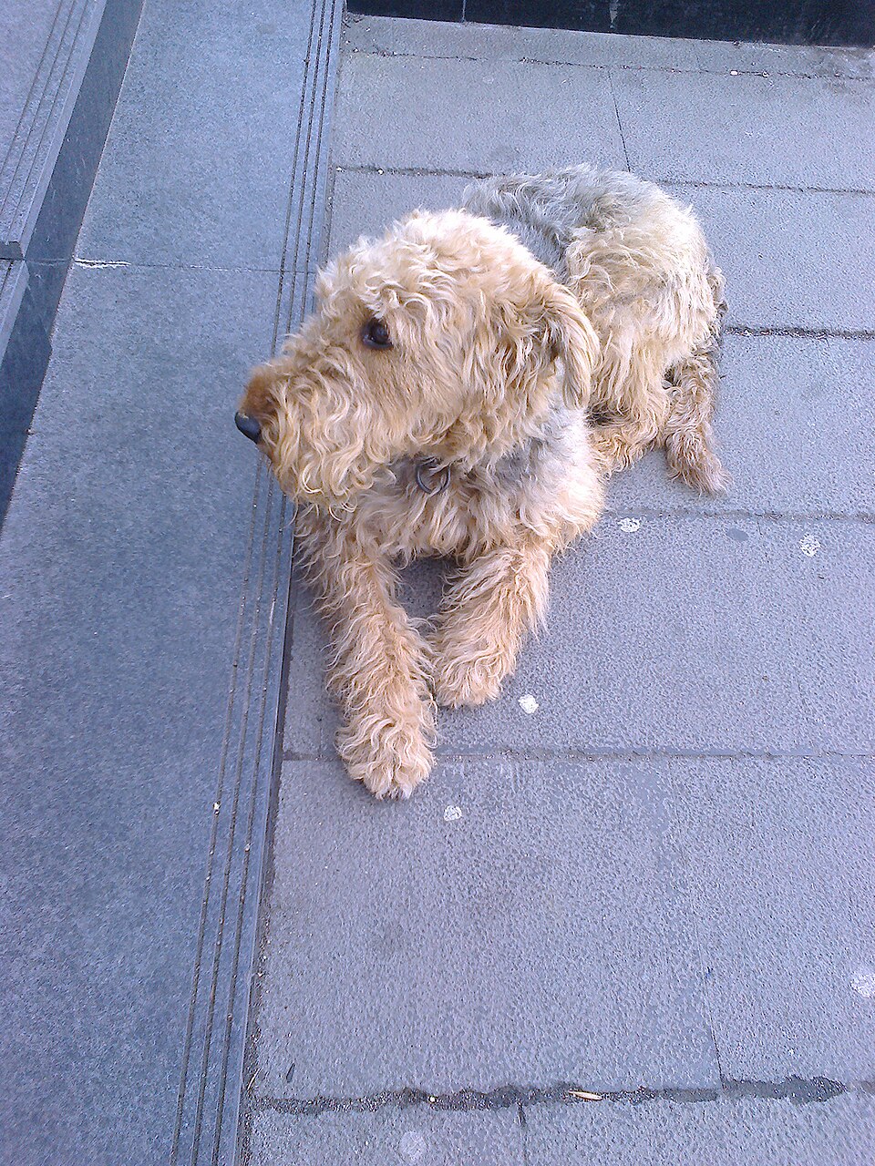 Fox Terrier — photo de la race de chien originaire de Royaume-Uni (5)