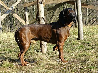 Chien rouge de Bavière