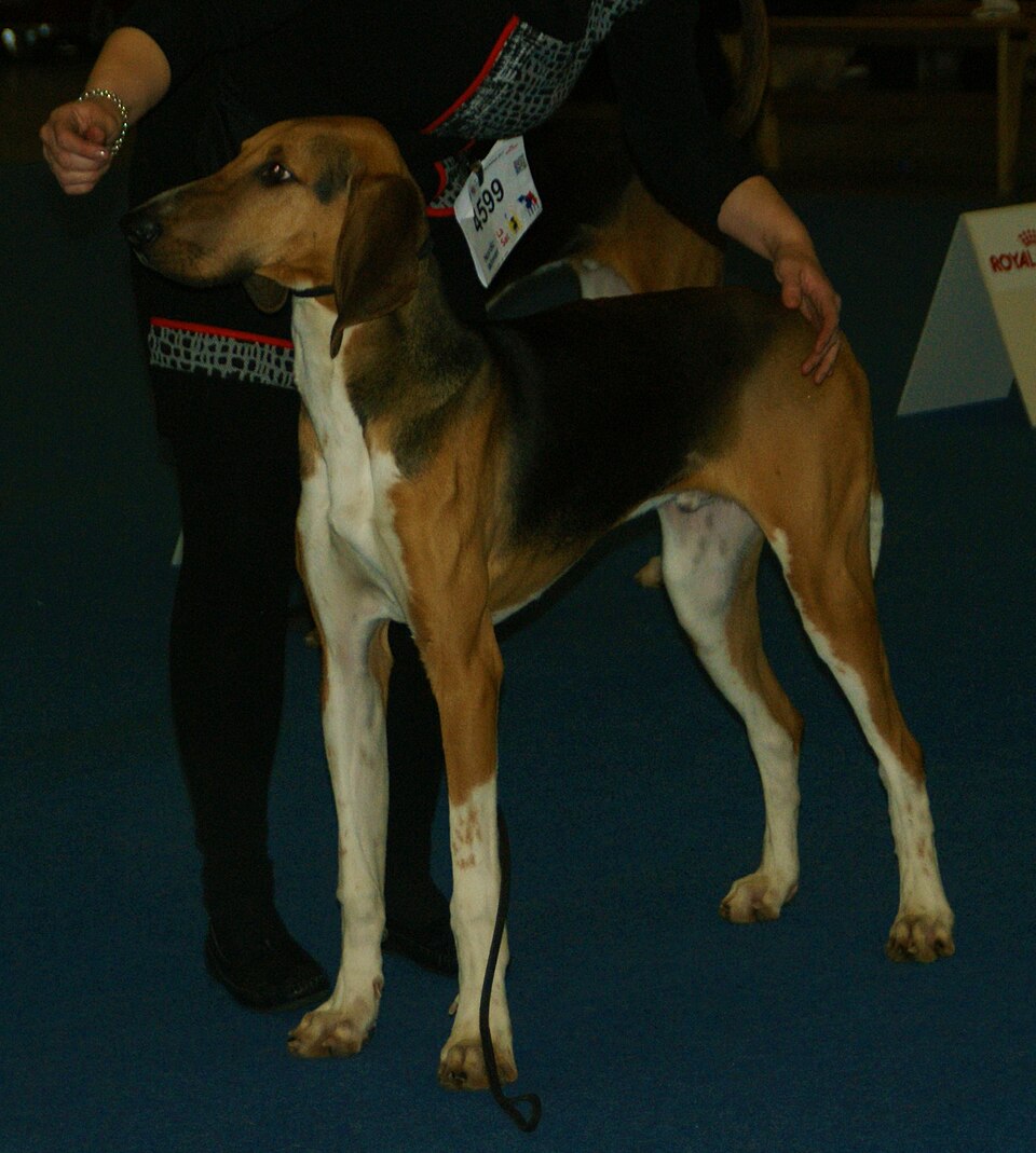 Poitevin — photo de la race de chien originaire de France (1)