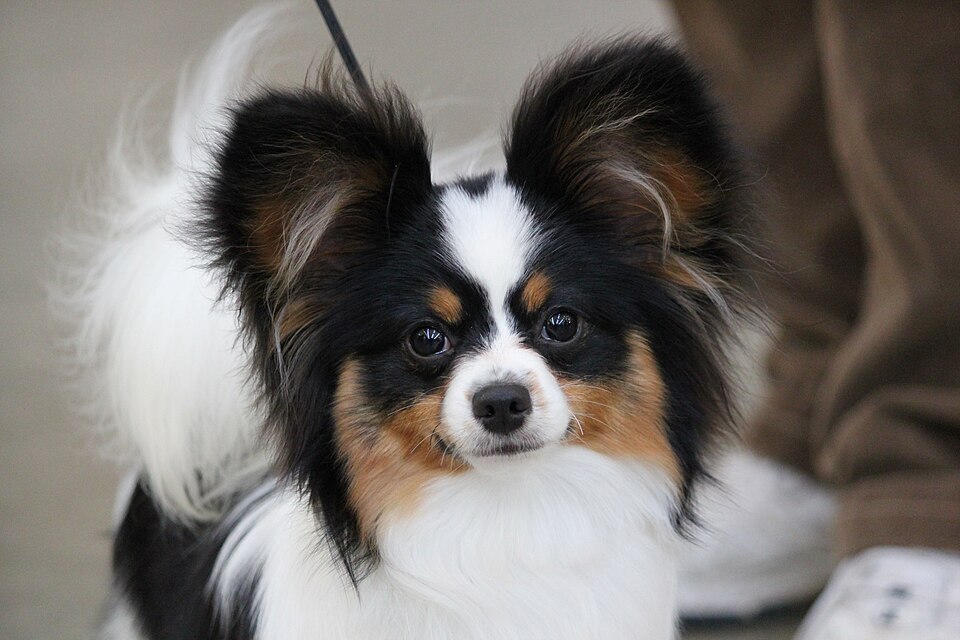 Epagneul nain continental — photo de la race de chien originaire de Belgique (4)