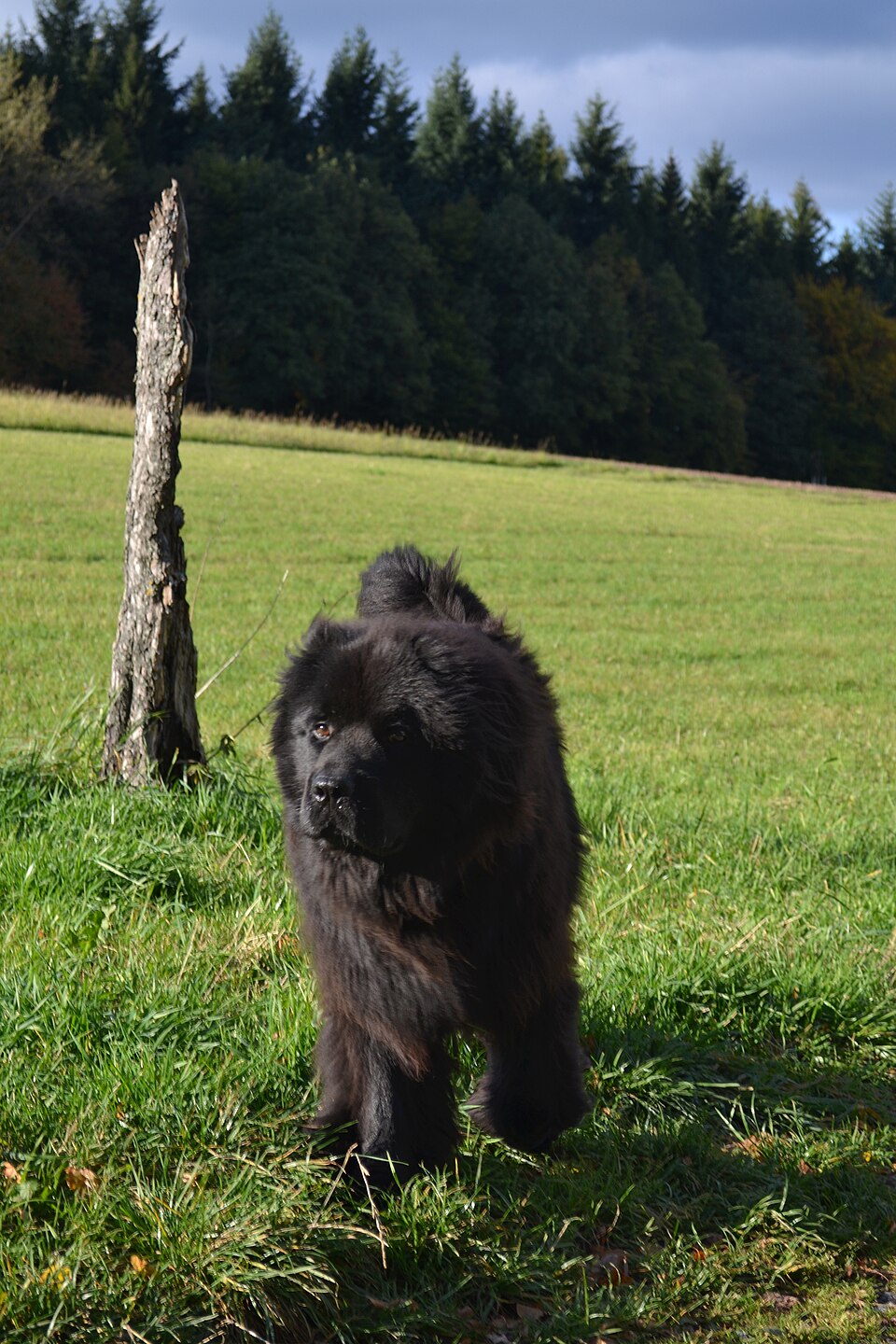 Terre-neuve — photo de la race de chien originaire de Canada (6)