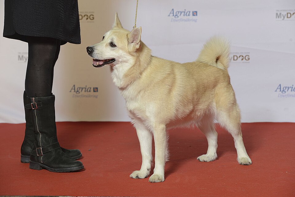 Buhund norvégien — photo de la race de chien originaire de Norvège (1)