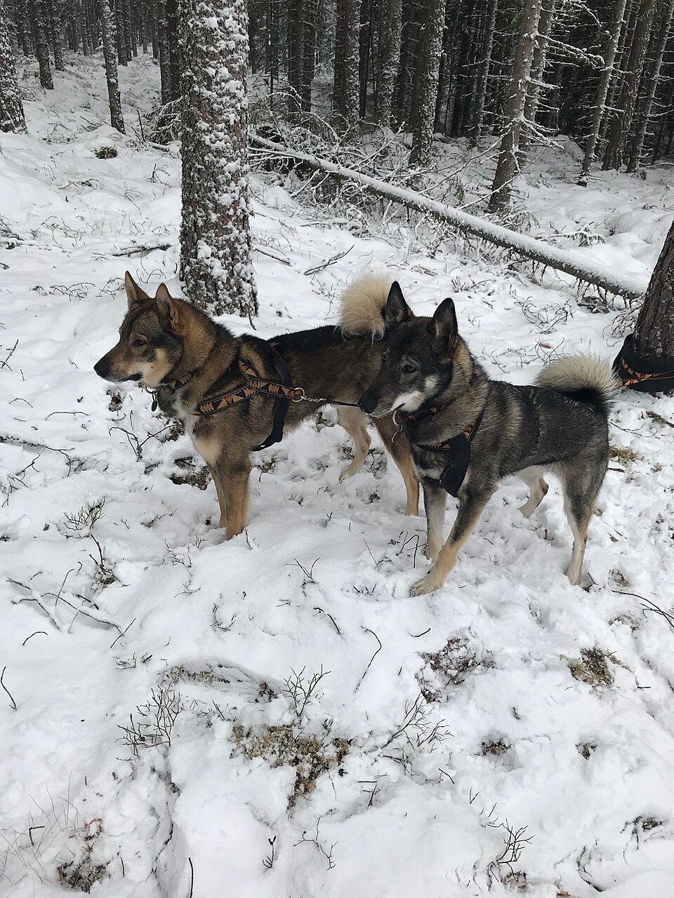 Laïka de Sibérie occidentale — photo de la race de chien originaire de Russie (3)