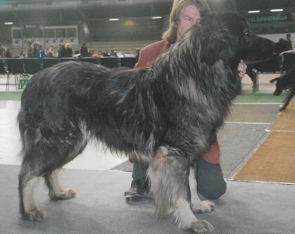 Berger yougoslave — photo de la race de chien originaire de Macédoine du Nord (5)