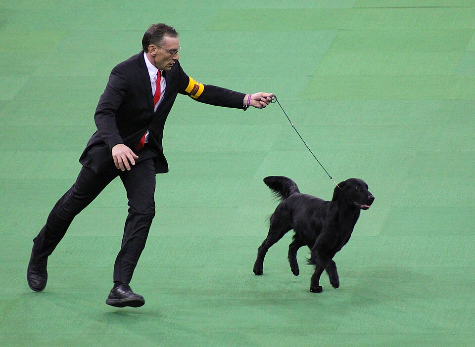 Flat-Coated Retriever — photo de la race de chien originaire de Royaume-Uni (1)
