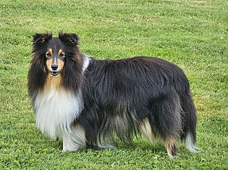 Berger des Shetland ou Sheltie