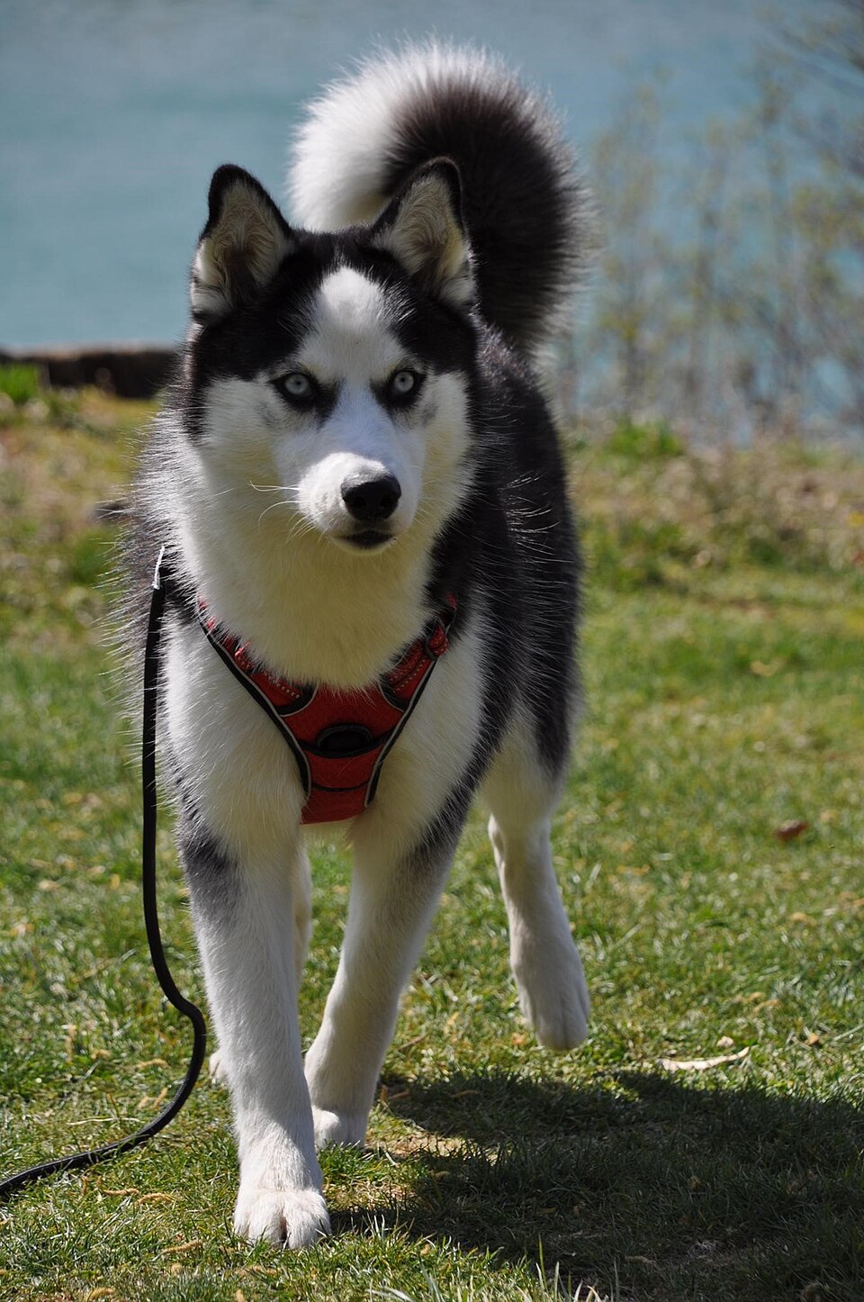 Pomsky — photo de la race de chien (1)