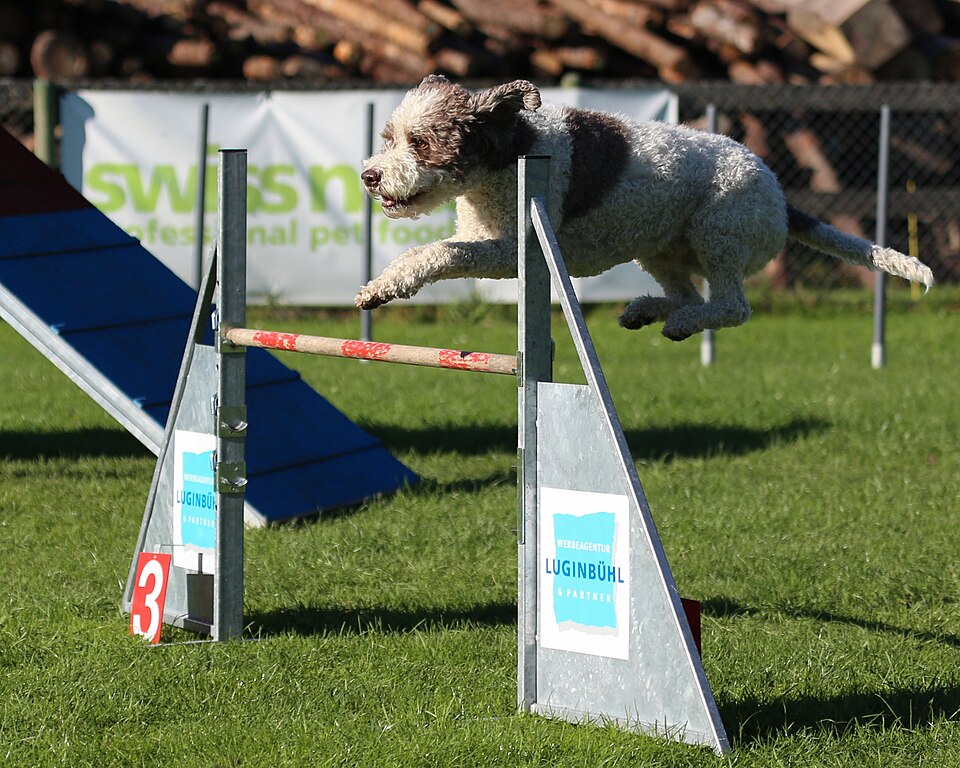 Chien d’eau portugais — photo de la race de chien originaire de Italie (3)