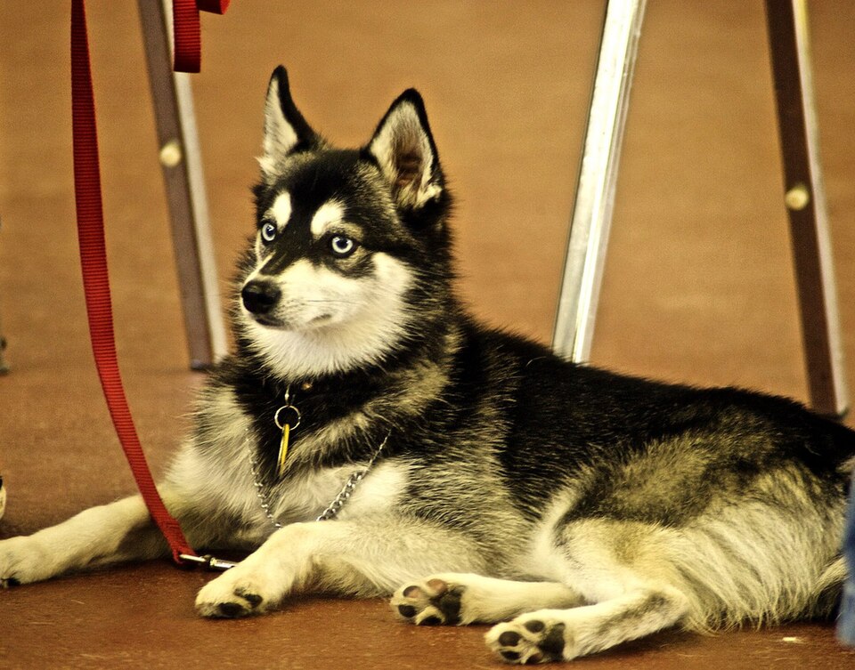 Alaskan Klee Kai — photo de la race de chien originaire de États-Unis (3)