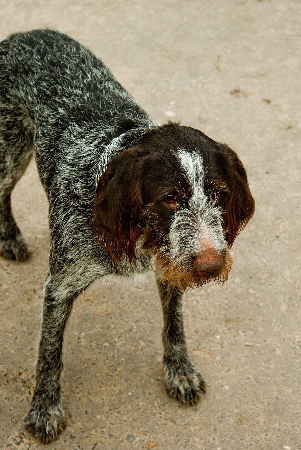 Barbu tchèque — photo de la race de chien originaire de Tchéquie (6)