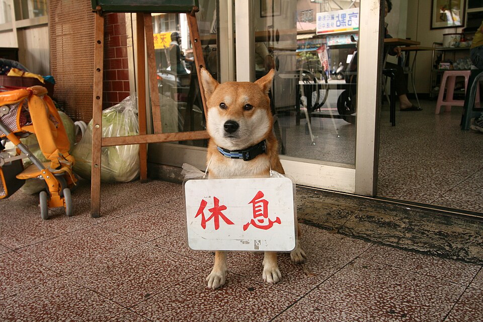 Shiba Inu — photo de la race de chien originaire de Japon (4)