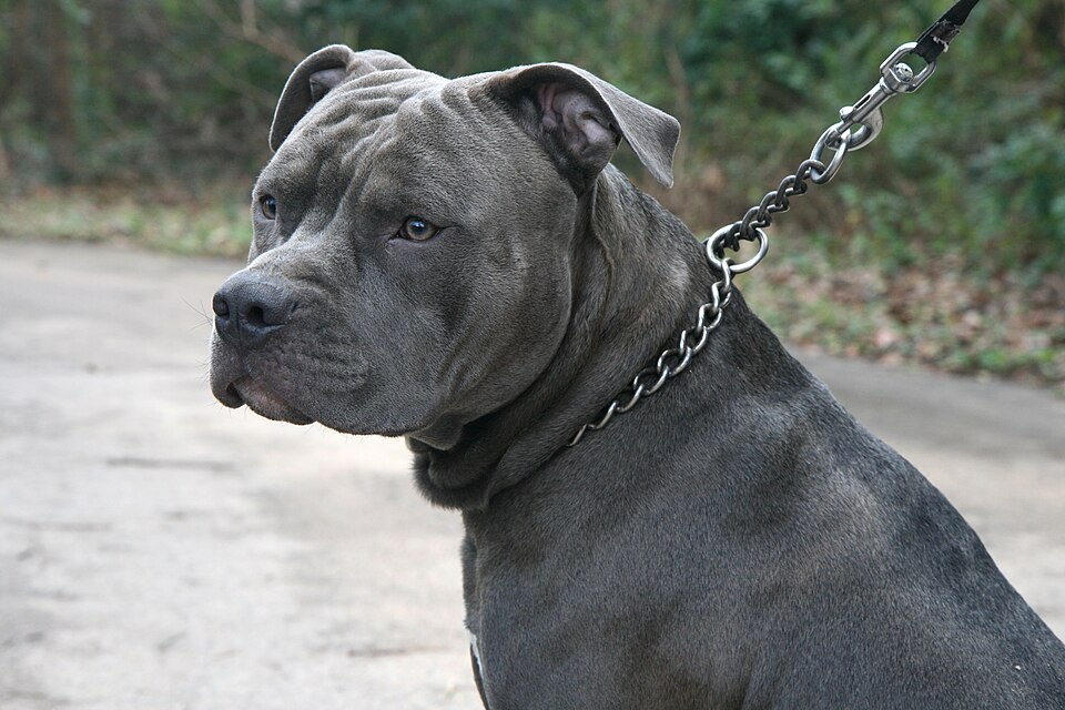 American staffordshire Terrier — photo de la race de chien originaire de États-Unis (6)