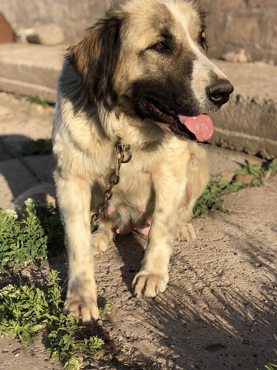 Berger du Caucase — photo de la race de chien originaire de Géorgie (5)