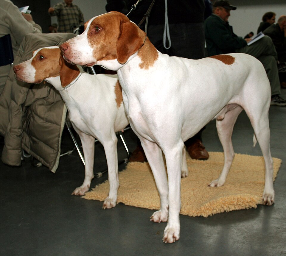 Braque Saint-Germain — photo de la race de chien originaire de France (3)