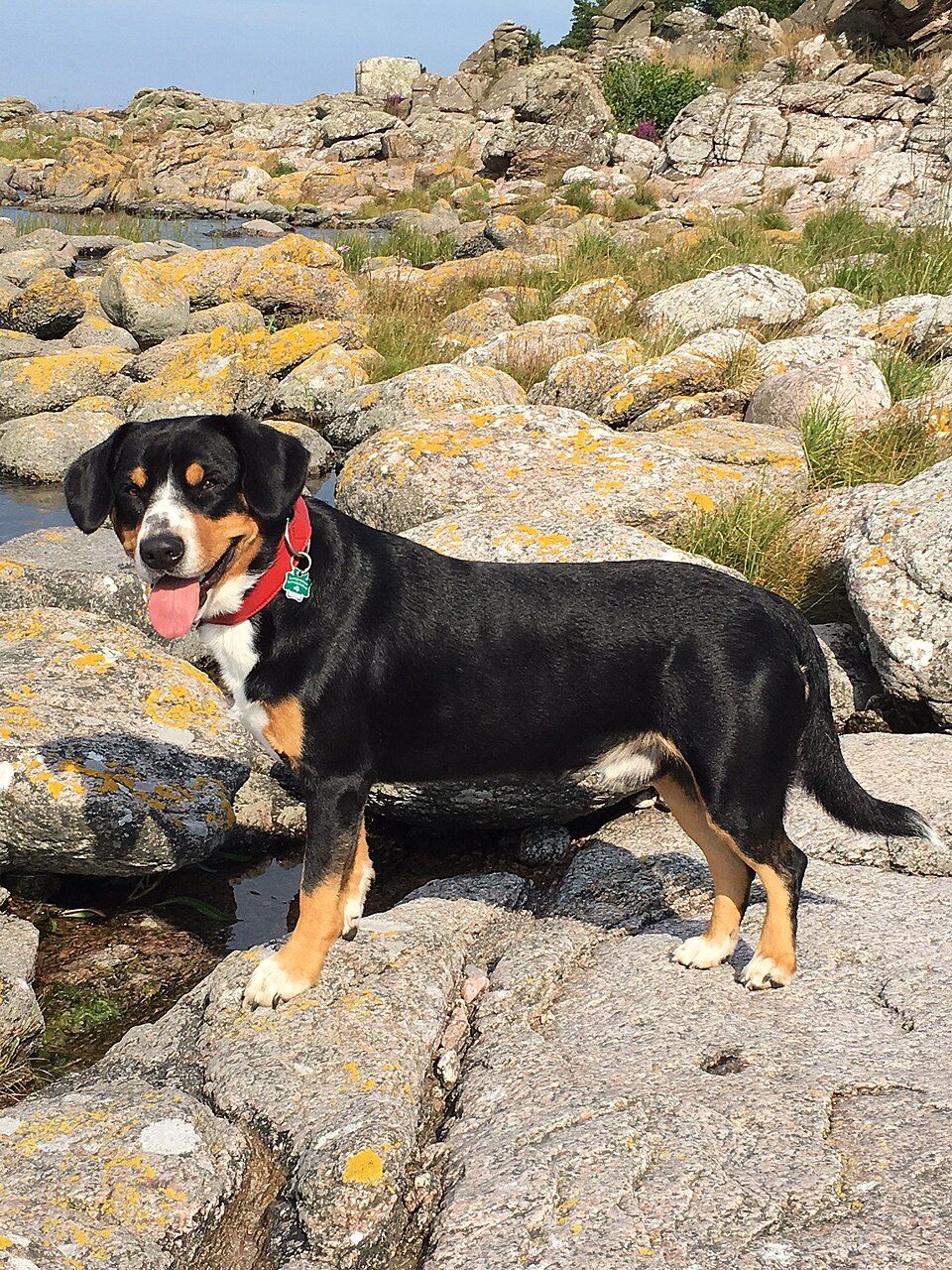 Bouvier de l’Entlebuch — photo de la race de chien originaire de Suisse (3)