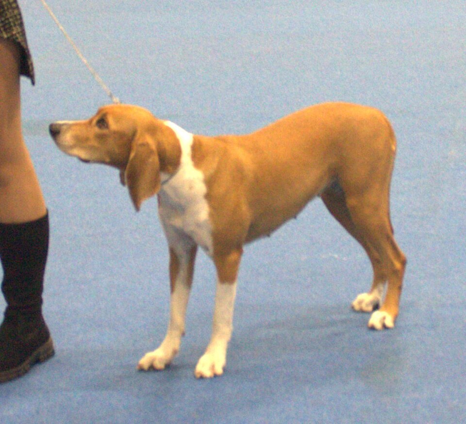 Chien courant de Hygen — photo de la race de chien originaire de Norvège (4)