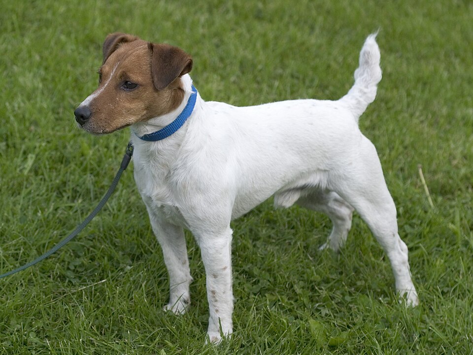 Parson Russell Terrier — photo de la race de chien originaire de Royaume-Uni (2)